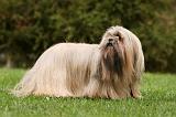 LHASSA APSO 187